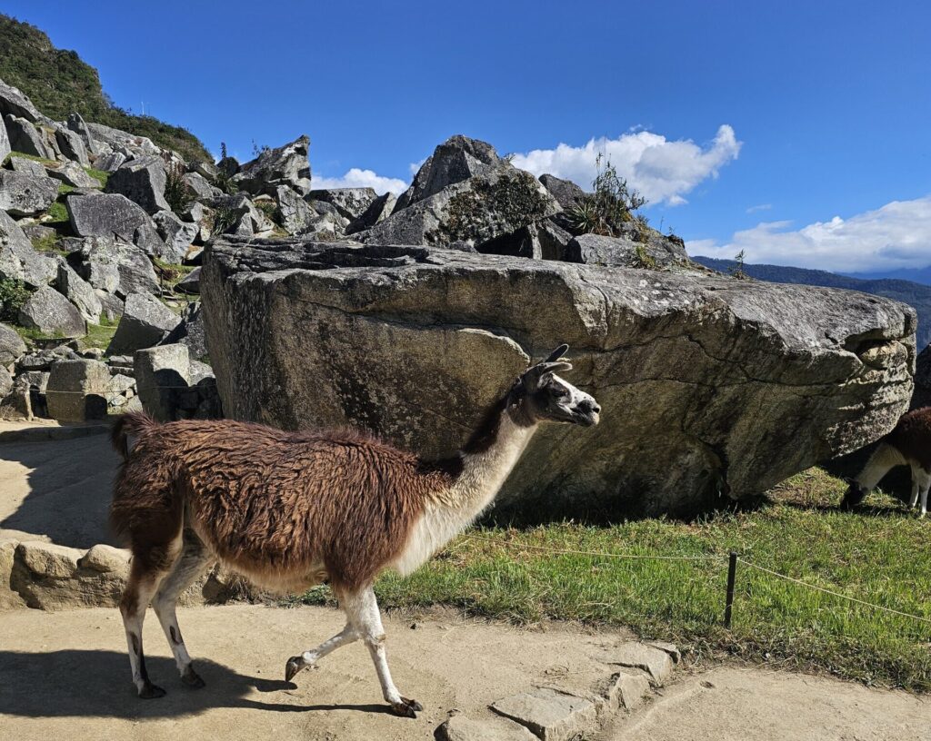 Alpaca en los alrededores durante el recorrido.